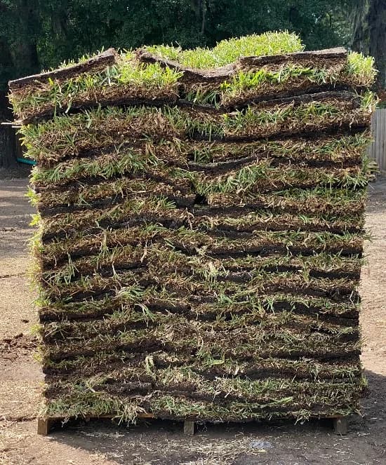 Stacked pallets of St. Augustine Floratam at the Sod-X yard