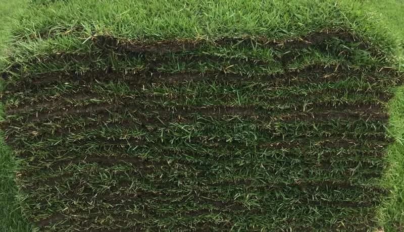 Empire Zoysia