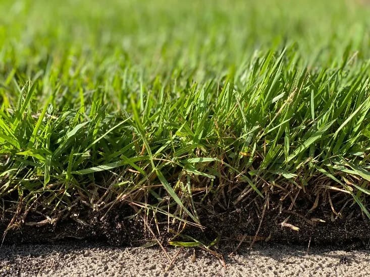 Empire Zoysia